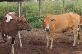 Le Laos interdit l'importation de certains types de produits agricoles