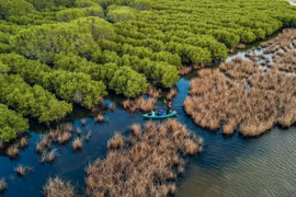 Développement durable des forêts pour faire face au changement climatique