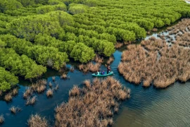Développement durable des forêts pour faire face au changement climatique