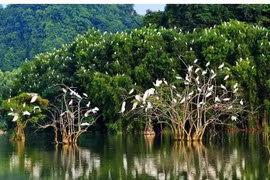 Ben Tre renforce la protection des oiseaux sauvages et migrateurs