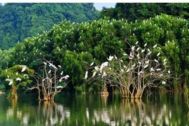 Ben Tre renforce la protection des oiseaux sauvages et migrateurs