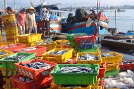 Matin au port de pêche de Vinh Luong dans le Centre méridional du Vietnam