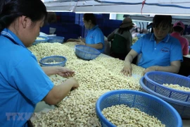 Aides néerlandaises pour développer la marque de noix de cajou de Binh Phuoc