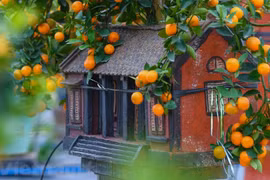 Tu Liên, le village traditionnel des kumquats de Hanoï 