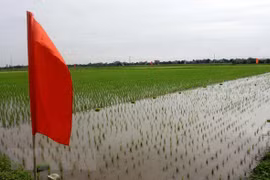 Lancement du projet sur l'amélioration de la chaîne de valeur du riz dans le delta du fleuve Rouge