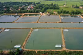 Long An encourage l'aquaculture industrielle à grande échelle