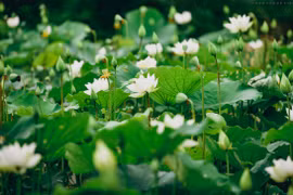 La beauté immaculée d'un étang de lotus blanc en banlieue de Hanoï 