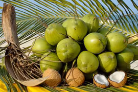 Développement durable de la filière vietnamienne de la noix de coco