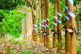 Vietnam-Laos renforcent leur coopération dans le développement agro-sylvicole