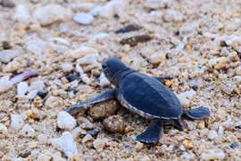 "Sages-femmes" pour les tortues marines, la fierté des gardes forestiers