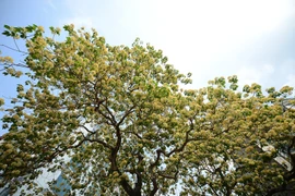 La floraison des Crateva religiosa du village de Dinh Thon