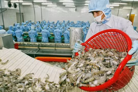 Renforcement des exportations de crevettes vers le Canada