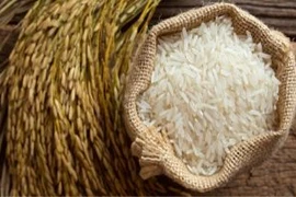 Les exportations de riz au fil des ans