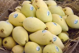 Dong Thap : indicatif régional pour plus de 5.000 hectares de mangues destinées à l'exportation