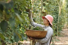 Les exportations nationales de poivre vers l'Asie bondissent de 77 %