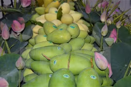 Dong Thap améliore la qualité de ses mangues destinées à l'exportation