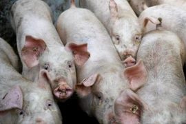 La Thaïlande limitera ses exportations de viande de porc