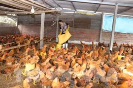 CPTPP: défis et opportunités pour le secteur de l'élevage au Vietnam