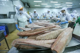 Explosion des exportations de thon vietnamien en Israël