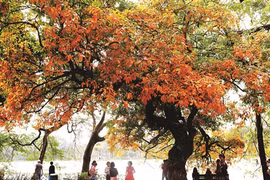 Lac Hoàn Kiêm : entre mythe et réalité