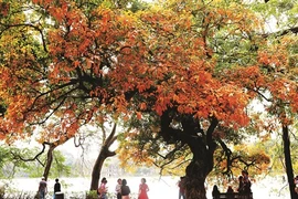 Lac Hoàn Kiêm : entre mythe et réalité