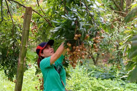 Hung Yen développe l'agriculture en association avec l'édification de la Nouvelle Ruralité