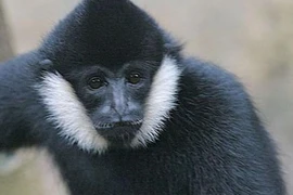 Le parc national de Vu Quang reçoit un rare gibbon à favoris blancs 