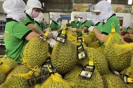 Les exportations de fruits semblent prometteuses