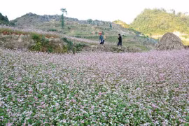 La beauté du plateau calcaire de Dông Van, premier parc géologique du Vietnam