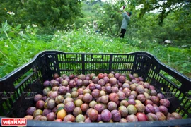 Les arbres fruitiers des zones tempérées, l'avantage compétitif de Son La