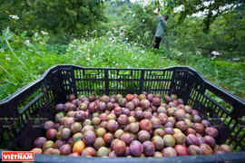 Les arbres fruitiers des zones tempérées, l'avantage compétitif de Son La