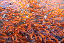 Le culte des Génies du Foyer - une belle tradition des Vietnamiens