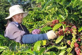Café : les exportations établissent un record