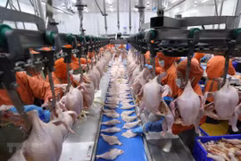 Préparatifs en cours pour exporter de la viande de poulet vers la Russie