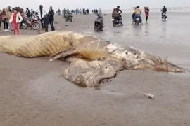 Enterrement d'une baleine de près de 10 tonnes échouée sur la côte de Ninh Binh