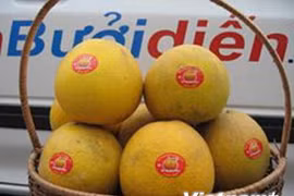 Le pamplemousse de Diên, une spécialité fruitière de Hanoï 