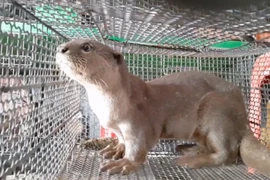 La protection des espèces sauvages pour la "maison commune" de la biodiversité