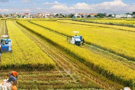 Le delta du Mékong développe un projet de riz de haute qualité d'un million d'hectares