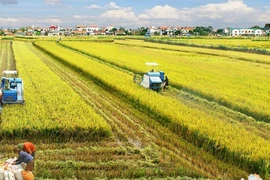 Le delta du Mékong développe un projet de riz de haute qualité d'un million d'hectares