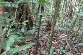 Binh Phuoc : six animaux rares et précieux relâchés dans la nature