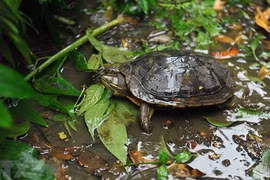 Publication d'un guide sur les tortues terrestres et d'eau douce du Vietnam