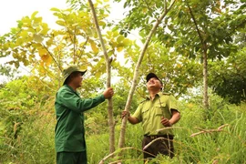 Dans la réserve naturelle d'Ea So, province de Dak Lak. Photo : VNA