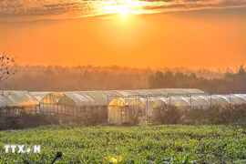 Modèle de production agricole de haute technologie dans le village de Dong Soi, commune de Kim Thach, district de Vinh Linh. Photo: VNA
