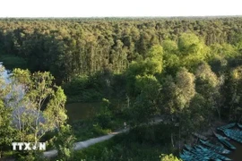 Mangrove de Gao Giong. Photo: VNA