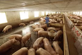 Photo d'illustration: VNA