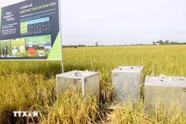 Un équipement pour mesurer les émissions de gaz à effet de serre dans un champ de riziculture biologique à Can Tho. Photo: VNA