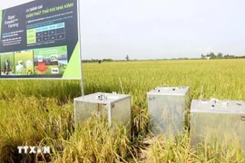Un équipement pour mesurer les émissions de gaz à effet de serre dans un champ de riziculture biologique à Can Tho. Photo: VNA