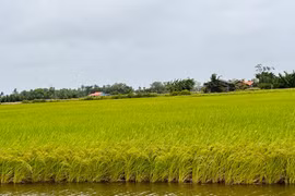 Coopérative agricole, commerciale, de production et de services Chau Hung, province de Tra Vinh. Photo: lmhtx.travinh.gov.vn