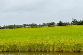 Coopérative agricole, commerciale, de production et de services Chau Hung, province de Tra Vinh. Photo: lmhtx.travinh.gov.vn