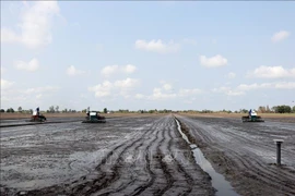 Culture à titre expérimental de 50 premiers hectares de production de riz de haute qualité à faibles émissions à Can Tho. Photo: VNA